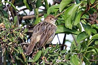 C. c. humilis, Soysambu Conservancy, Kenya