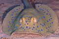 * Nomination Bluespotted ribbontail ray (Taeniura lymma), Red Sea, Egypt --Poco a poco 08:22, 26 July 2023 (UTC) * Promotion  Support Good quality. --Ermell 10:22, 26 July 2023 (UTC)