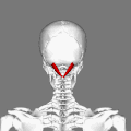 Animació on s'observa la posició del recte posterior major del cap (destacat en vermell).