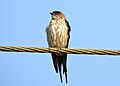 Red rumped swallow (Scientific name- Cecropis daurica) 3.jpg