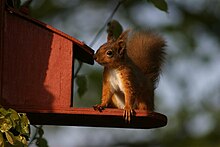 Red squirrel at a feeding tray in the Lake District, England. Red squirrel feeding at sunset.jpg