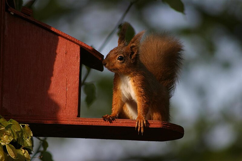 File:Red squirrel feeding at sunset.jpg