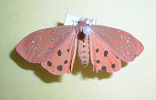 <i>Mangina argus</i> Species of moth