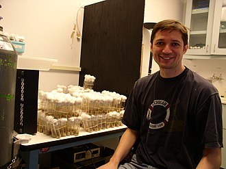 Diptera in research: Drosophila melanogaster fruit fly larvae being bred in tubes in a genetics laboratory Researcher beside Vials closed by cotton plugs and filled with Fruit fly larvae.jpg