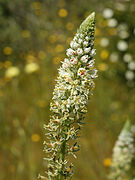 Reseda alba