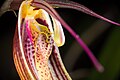 Restrepia antennifera Labellum