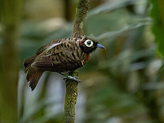 <span class="mw-page-title-main">Harlequin antbird</span> Species of bird