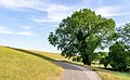 * Nomination Tree, bikeway and the Rhine dike at “Milchplatz” in Rheinberg --Carschten 07:29, 5 June 2020 (UTC) * Promotion  Support Good quality. --Poco a poco 07:56, 5 June 2020 (UTC)