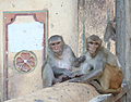 * Nomination Rhesus macaques at Galtaji (Macaca mulatta), Jaipur, Rajasthan, India. --Yann 18:33, 29 August 2014 (UTC) * Decline Sorry, the back wall is sharper than the subjects. Not QI --Generic1139 02:26, 2 September 2014 (UTC)