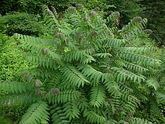 Rhus glabra nf.jpg