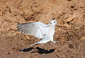 Ring-necked Dove (also known as Cape Turtle Dove), Streptopelia capicola, at Mapungubwe National Park, Limpopo, South Africa (18810697086).jpg