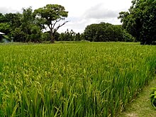 File:Ripe_paddy_field.jpg