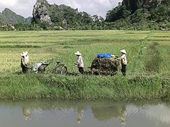 Munkások a rizsföldön