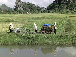 Vietnam: Název, Dějiny, Státní symboly