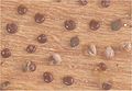Rode ganzenvoet zaden (Chenopodium rubrum seeds).jpg