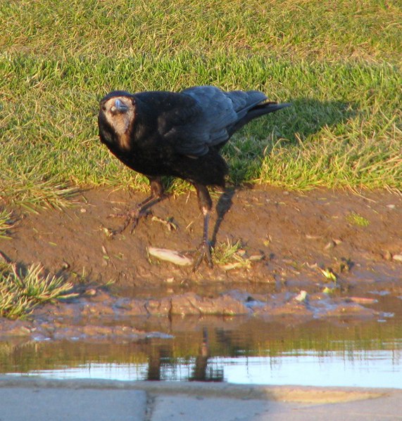 File:Rook, Bangor - geograph.org.uk - 762957.jpg