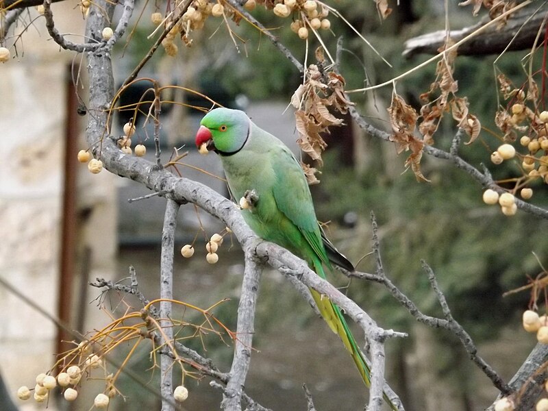 File:Rose-ringed parakeet in Jerusalem 003.JPG