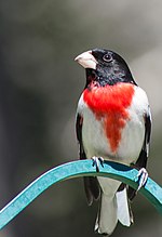 Thumbnail for File:Rose Breasted Grosbeak (14164153713).jpg