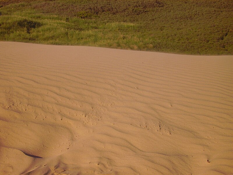 File:Rubjerg Wanderdüne 16.JPG