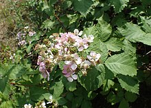 Rubus praecox kz02.jpg