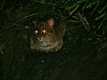 Плямисто-рудий кіт вночі в горах Анамалай на півдні Індії