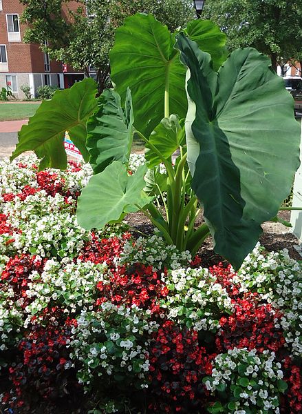 File:Rutgers University College Ave campus plants with big leaves plus flowers.JPG