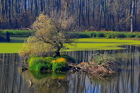 Поглед на бељаричке кубике