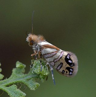 <i>Sabatinca doroxena</i> Moth species in family Micropterigidae