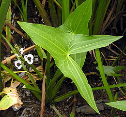 Strėlialapė papliauška (Sagittaria sagittifolia)