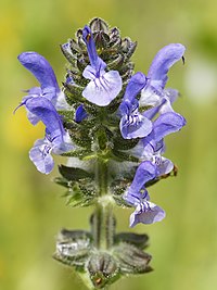 S. verbenaca, fliksalvia