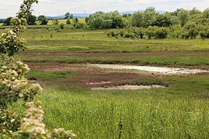 Queller corridors of the Seckertrift salt marsh near Jerxheim