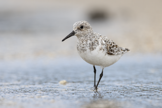 <span class="mw-page-title-main">Sanderling</span> Species of bird