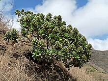 Echium hypertropicum à Ribeira Principal