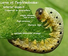 An example of a sawfly larva. It has just a single pair of stemmata, and they are set higher on its head than the position of stemmata on the heads of lepidopteran larvae. Sawfly Larva treegrow annotated with anatomical terms.jpg