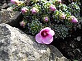 Saxifraga 'Myra'