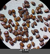 Saxifraga tridactylites