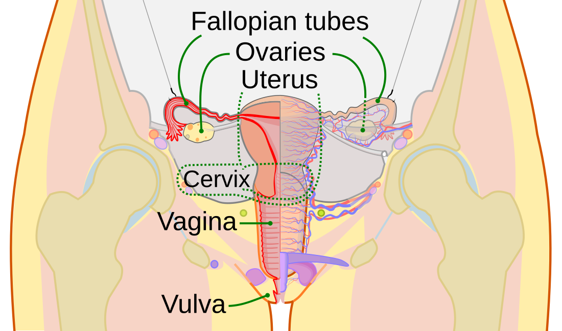 Fallopian tube