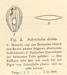 Scherffelia dubia.jpg