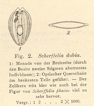 <i>Scherffelia</i> Genus of algae