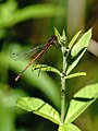 Pyrrhosoma nymphula