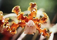 Laelia marginata