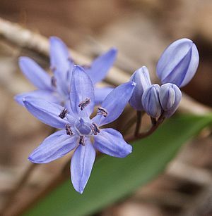 Detalle de una flor de Scilla bifolia