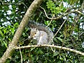 Sciurus carolinensis