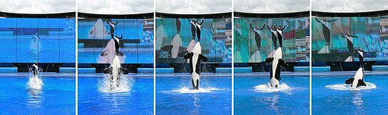 Sequence of trainer demonstrating a nose stand on top of Kayla during the Believe show at SeaWorld, Orlando, Florida SeaWorldORL-1d.jpg