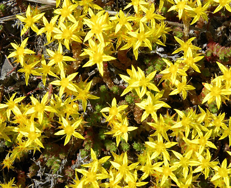 File:Sedum acre 062611.jpg