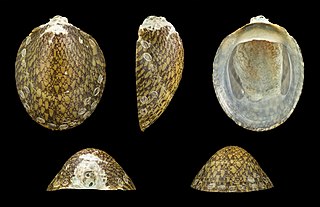 <i>Septaria porcellana</i> Species of gastropod