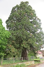 Sequoia notable, aldea de Bois.
