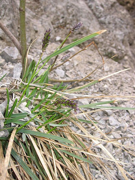 File:Sesleria albicans.jpg