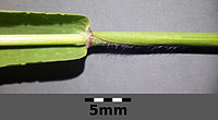 Stengel met blad: de bladschede heeft aan de rand een zoom van haren. Het blad is kaal.