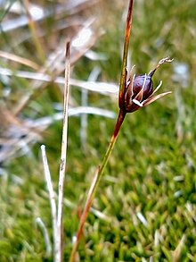 Short rush imported from iNaturalist photo 319560243 on 17 December 2023.jpg